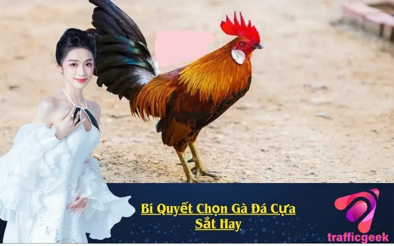 Bí Quyết Chọn Gà Đá Cựa Sắt Hay