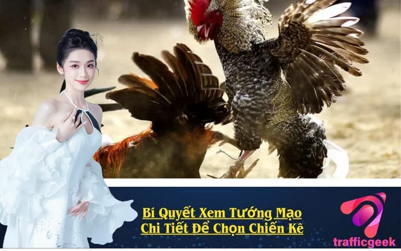 Bí Quyết Xem Tướng Mạo Chi Tiết Để Chọn Chiến Kê