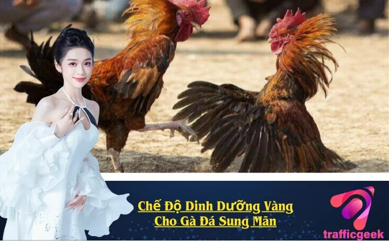Chế Độ Dinh Dưỡng Vàng Cho Gà Đá Sung Mãn