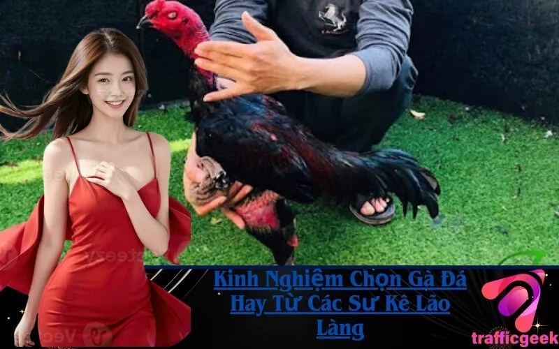 Kinh Nghiệm Chọn Gà Đá Hay Từ Các Sư Kê Lão Làng