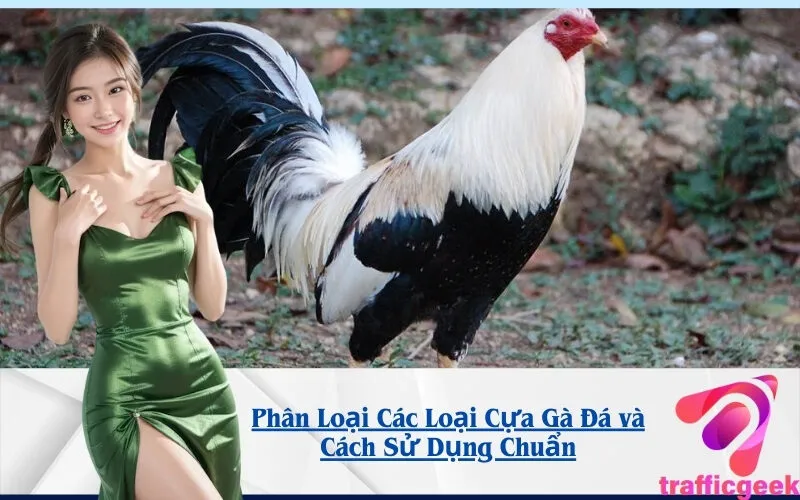 Phân Loại Các Loại Cựa Gà Đá và Cách Sử Dụng Chuẩn