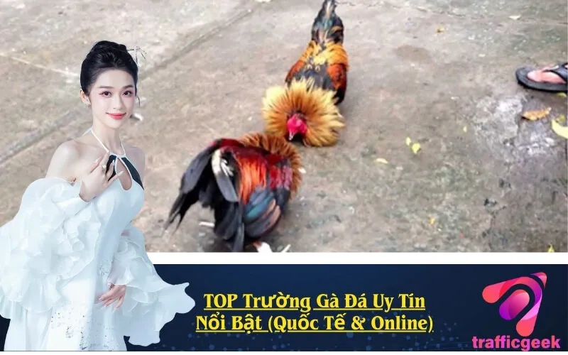 TOP Trường Gà Đá Uy Tín Nổi Bật (Quốc Tế & Online)
