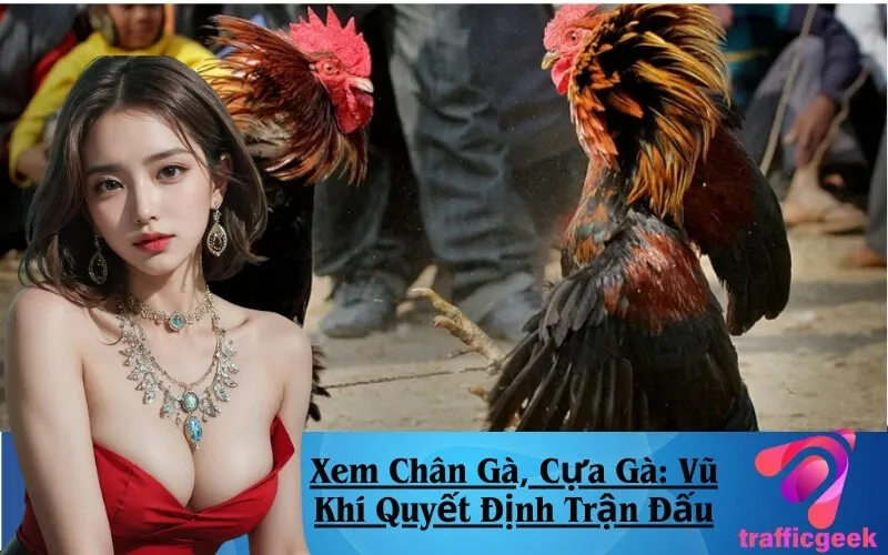 Xem Chân Gà, Cựa Gà: Vũ Khí Quyết Định Trận Đấu